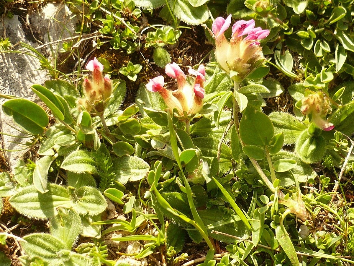 Anthyllis vulneraria subsp. boscii (Fabaceae)